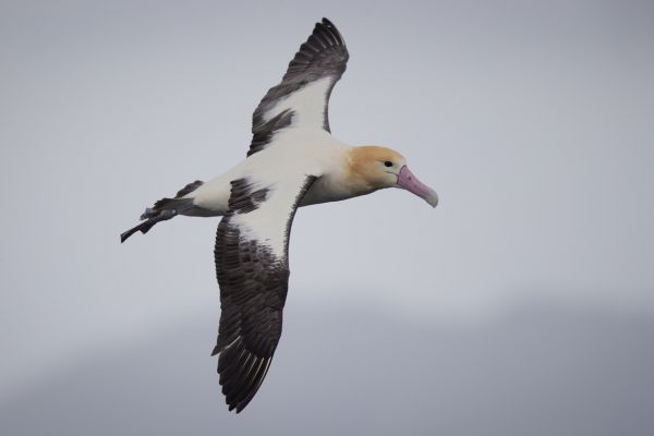 2019-04-12-short-tailed-albatross-07499BC1C57C-95A3-B542-7EA9-19F03786C2FF.jpg