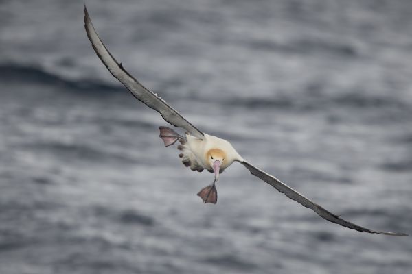 2019-04-12-short-tailed-albatross-0775493A2CFF-DE50-5E3E-C4A6-4D1E9035EEB5.jpg
