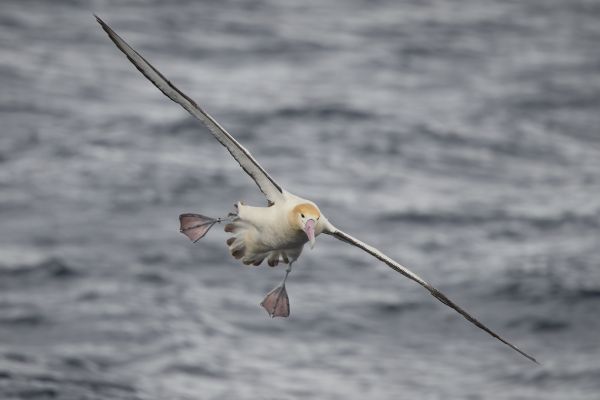 2019-04-12-short-tailed-albatross-0777B563F4B9-CA3B-890A-7E60-87EA81759221.jpg
