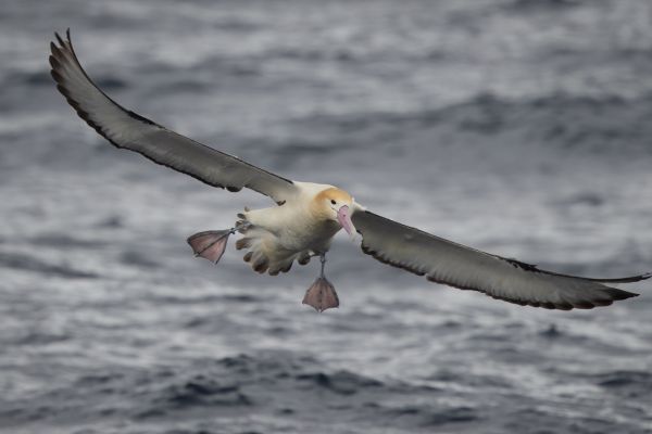 2019-04-12-short-tailed-albatross-07795B3FEDCA-DDE4-EADB-F590-27588B759D92.jpg