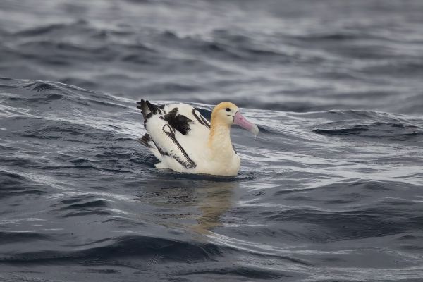 2019-04-12-short-tailed-albatross-080259A2AB82-4F4E-1FD8-5661-68A44F1A2A61.jpg