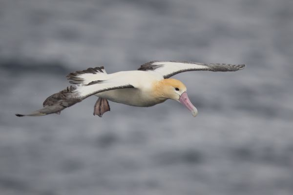 2019-04-12-short-tailed-albatross-0864712D166F-C57E-BD2C-A9F0-0265D63F7946.jpg