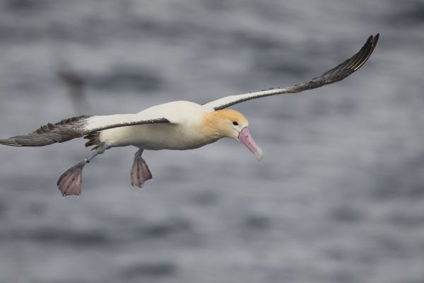 2019-04-12-short-tailed-albatross-08662CBC9C85-57FF-283C-B4D9-0D51D2423D1D.jpg