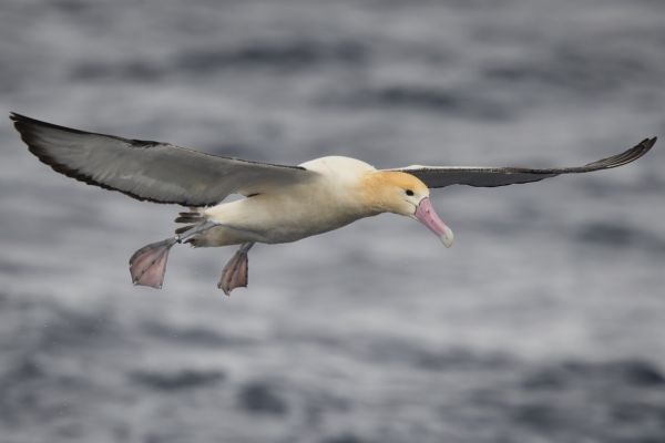 2019-04-12-short-tailed-albatross-087000BB70E2-E53C-EB3F-0835-7DFA7B1BC782.jpg