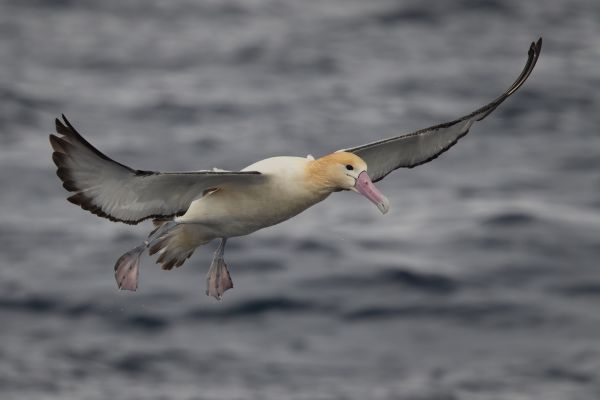 2019-04-12-short-tailed-albatross-08720F2DECDE-D120-C0C6-CC78-C438C62A66F5.jpg