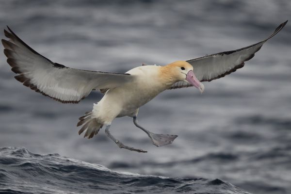 2019-04-12-short-tailed-albatross-0874D85EBA78-FD00-1B25-6D42-4E70E525EA5D.jpg