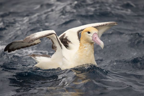 2019-04-12-short-tailed-albatross-0963F67843B1-78ED-D77B-6496-A0DA75C1F706.jpg