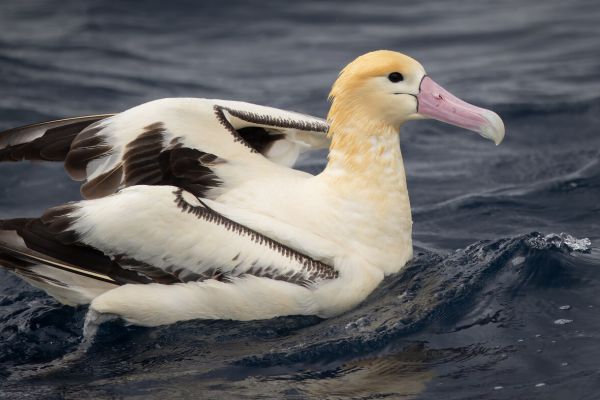 2019-04-12-short-tailed-albatross-0967885420E9-2553-4080-154A-ECDC568D86CF.jpg