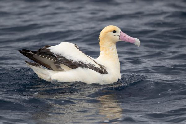 2019-04-12-short-tailed-albatross-09734E2595B4-67E9-0FF8-D9D1-A6837329F434.jpg