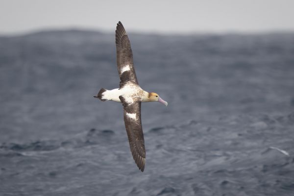 2019-04-12-short-tailed-albatross-1020A443D0E5-97D3-97E5-BD33-A8563D2C66DF.jpg