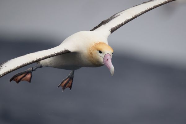 2019-04-12-short-tailed-albatross-10805E492517-2136-BC8D-C436-9ECA65E956C6.jpg
