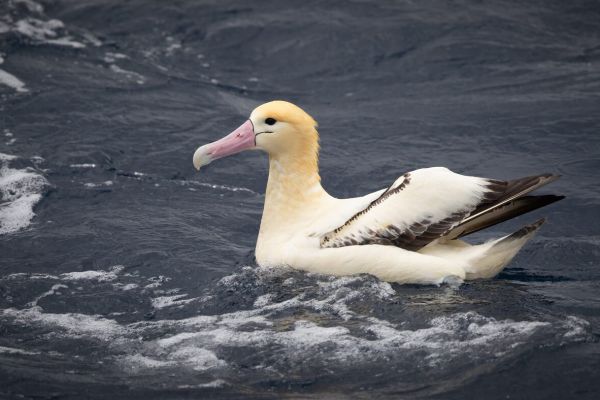 2019-04-12-short-tailed-albatross-108848EA6178-6BF6-A08D-8A15-5F21D336A262.jpg