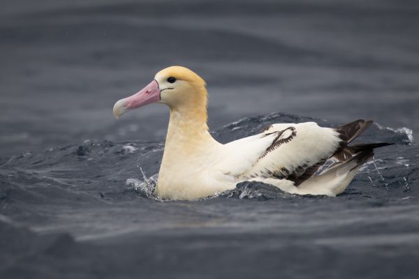 2019-04-12-short-tailed-albatross-1092F8B6A504-F738-A2AB-FC30-CD934EA008D1.jpg