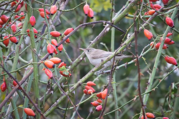 Oostelijke Vale Spotvogel