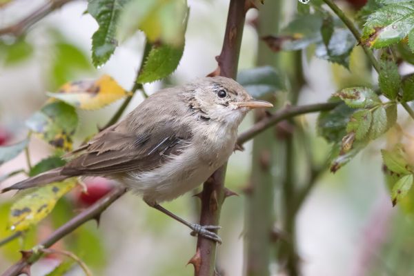 Oostelijke Vale Spotvogel
